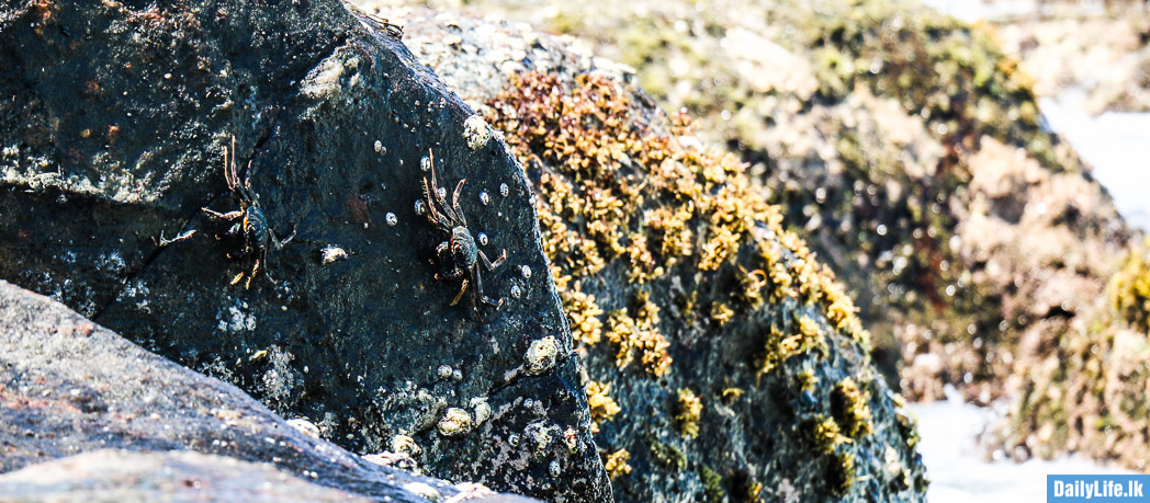 Crab on the rock