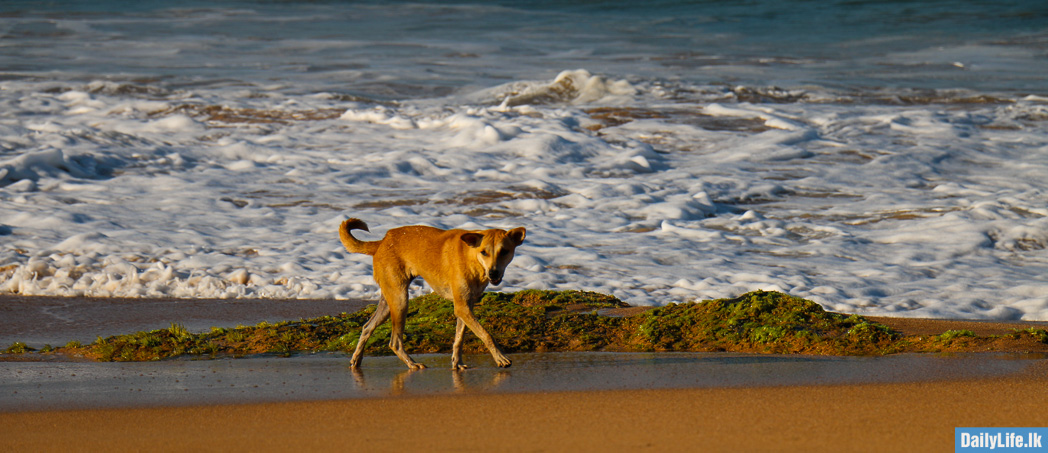 Dog at Bentota Beach