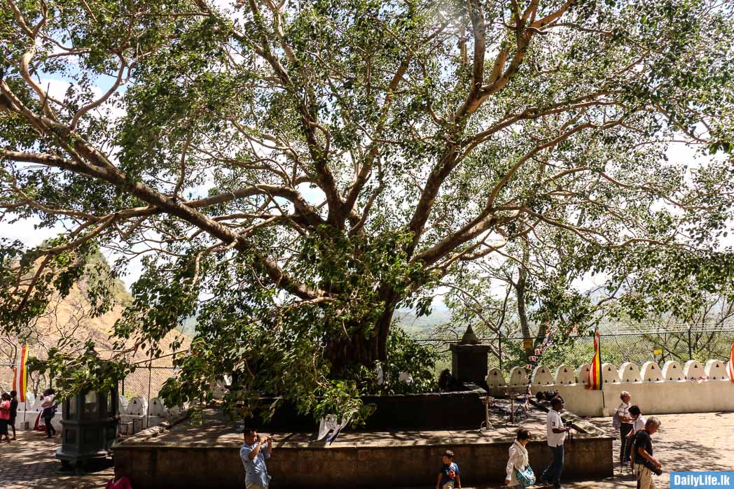 Dambulla Temple bo tree