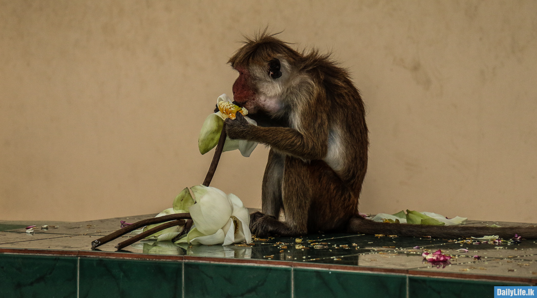 Monkey is eating white lotus flowers at Dambulla Temple