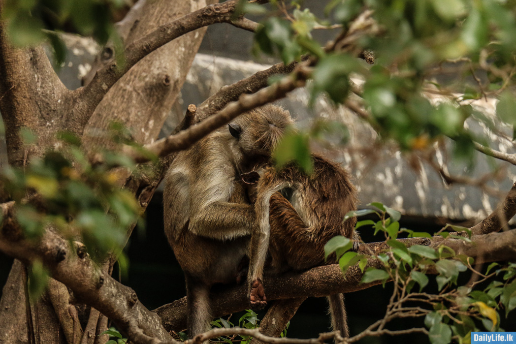 Sleeping Monkeys at Dambulla