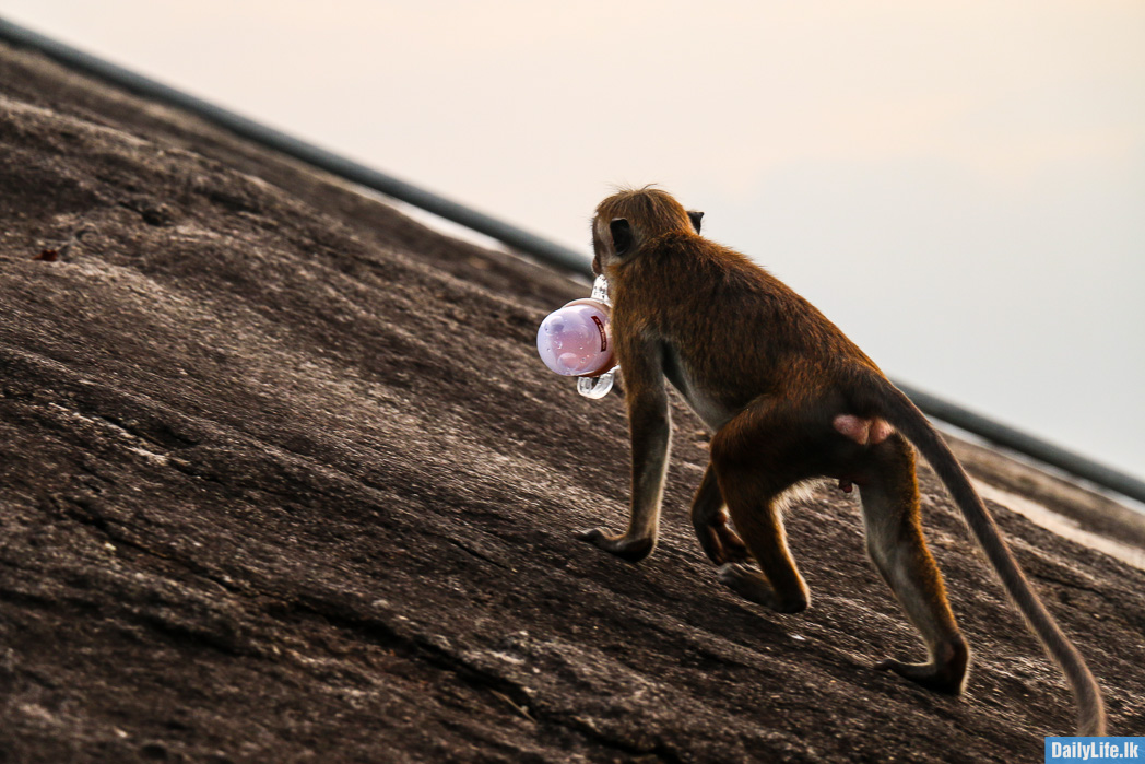 Monkey on the Athugala Rock, Kurunegala, Sri Lanka