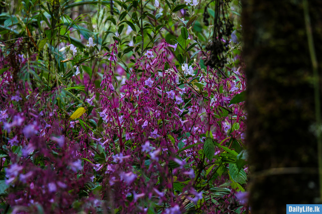 Blooming Nelu at Horton Plains