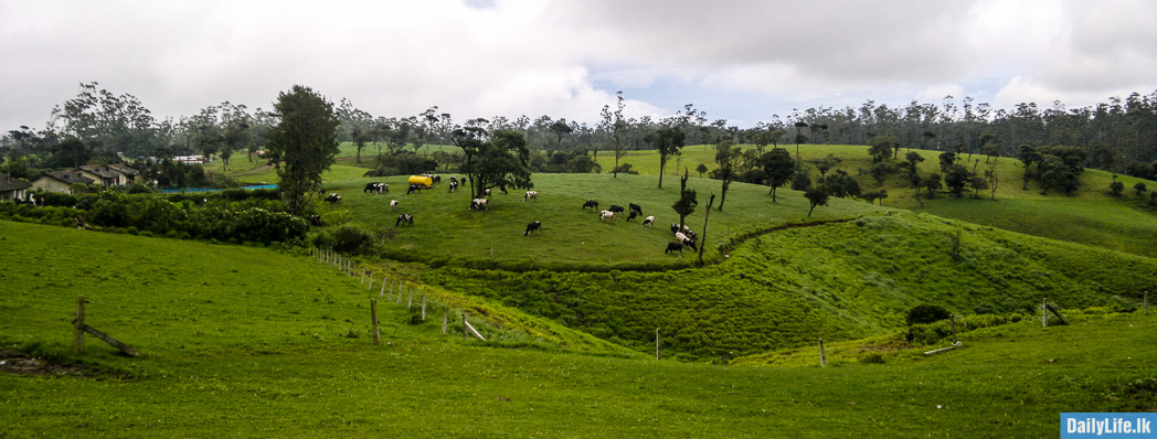 The New Zealand Farm, Nuwara Eliya.