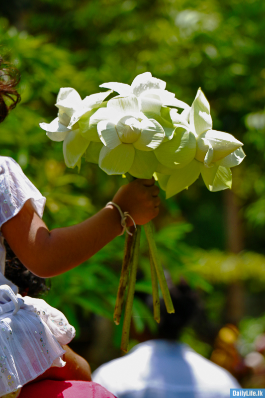 Child Carrying white lotus 