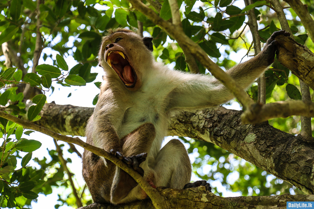 Monkey in Anuradhapura