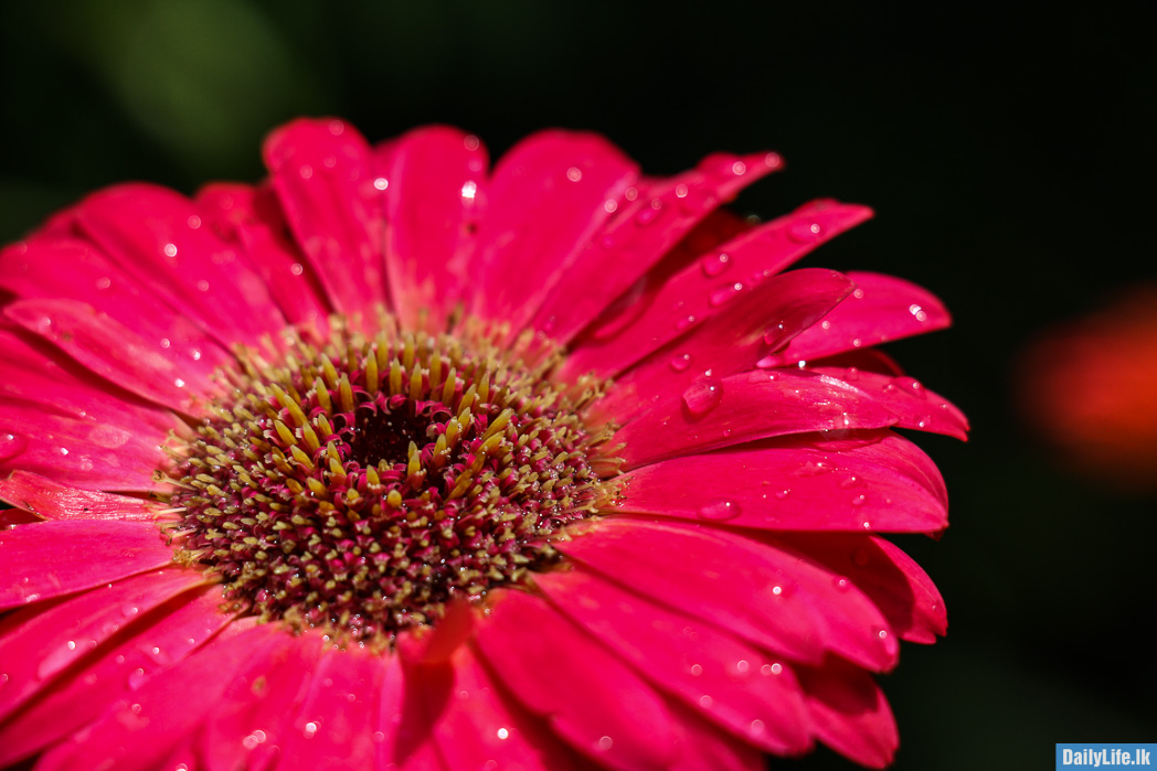 Pink gerberas Flower