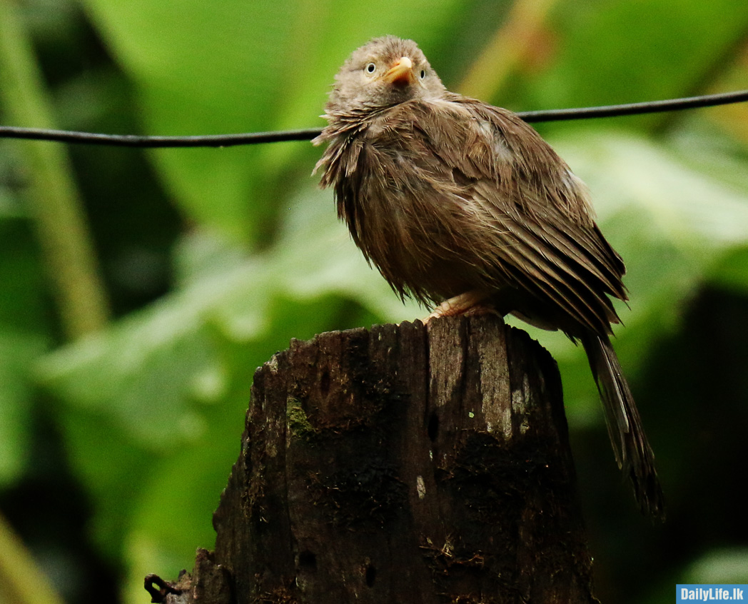 Demalichcha or Yellow-Billed Babbler 