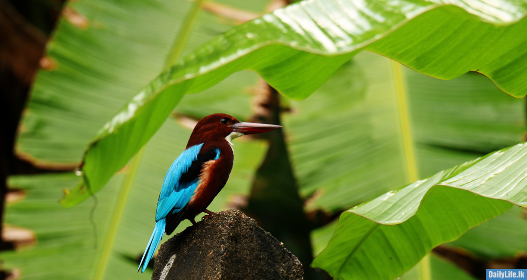 Kingfisher