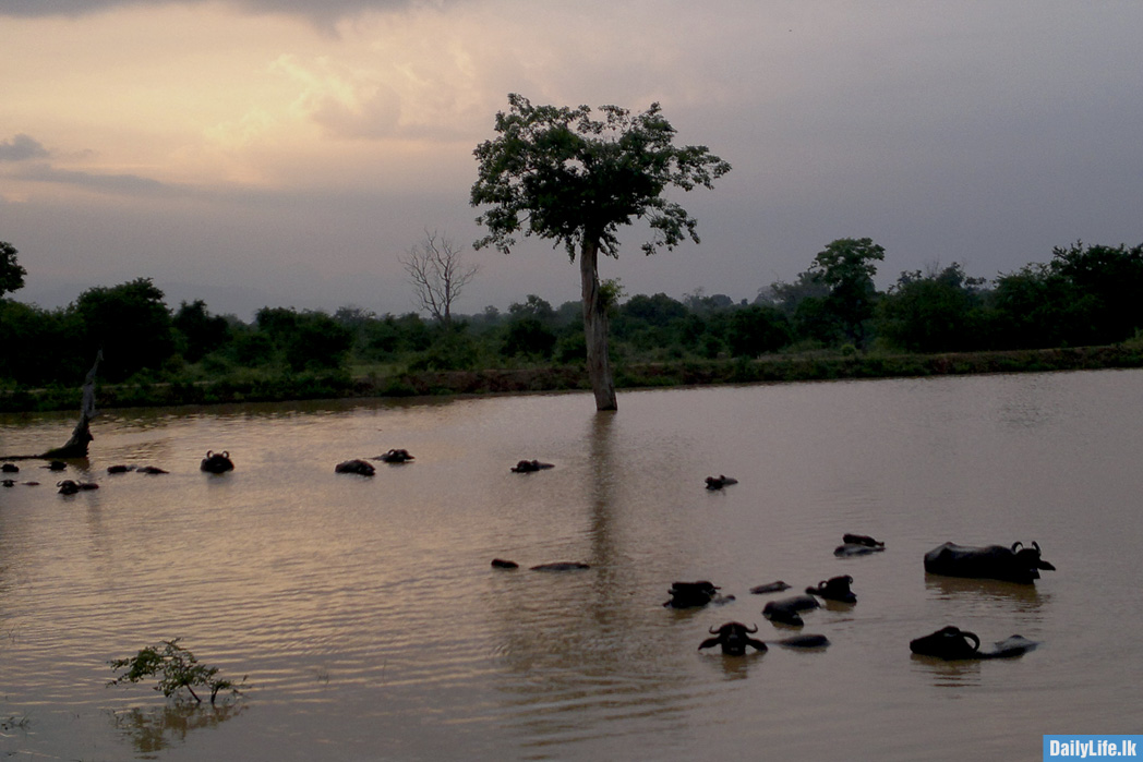 Buffaloes in water, Udawalawe