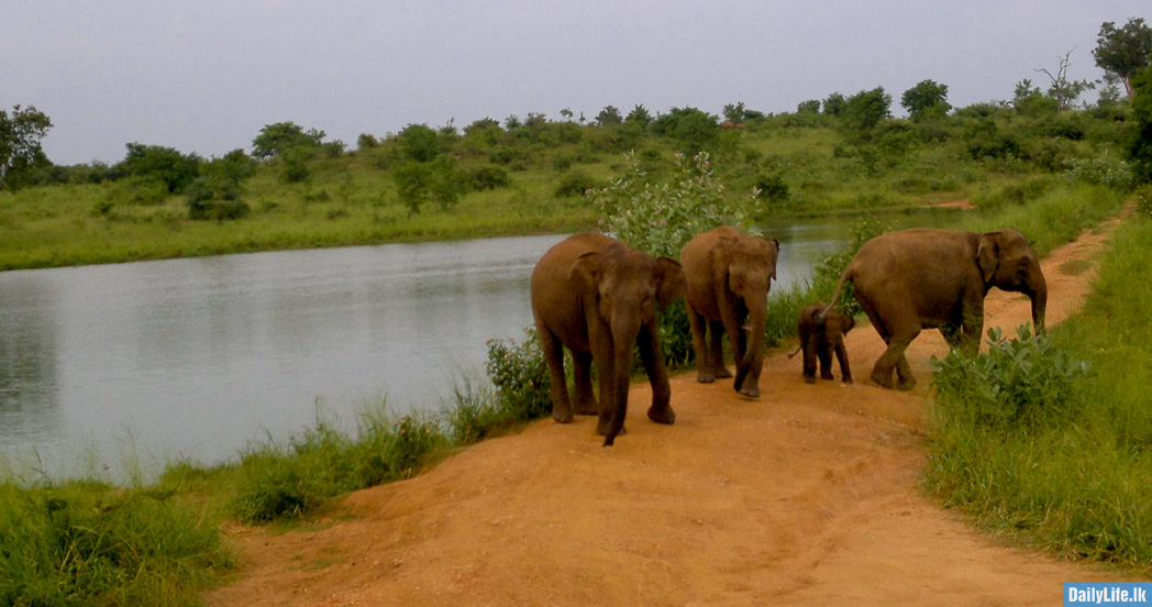 Group of elephants at Udawalawe