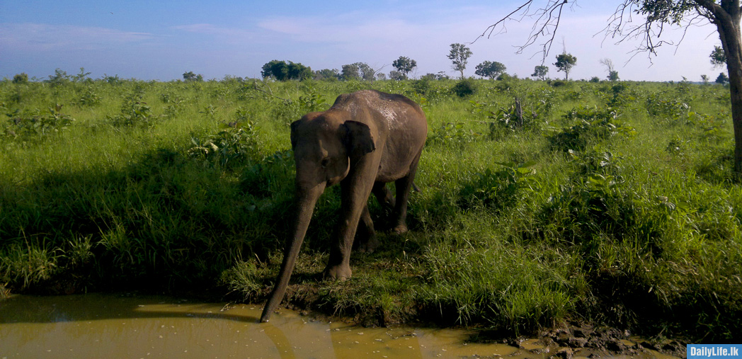 Elephant drinks water at Udawalawe