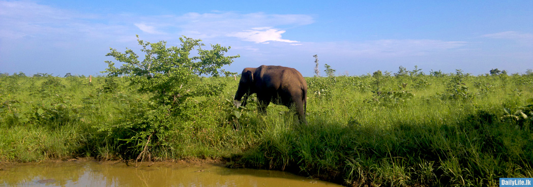 Elephant at Udawalawe