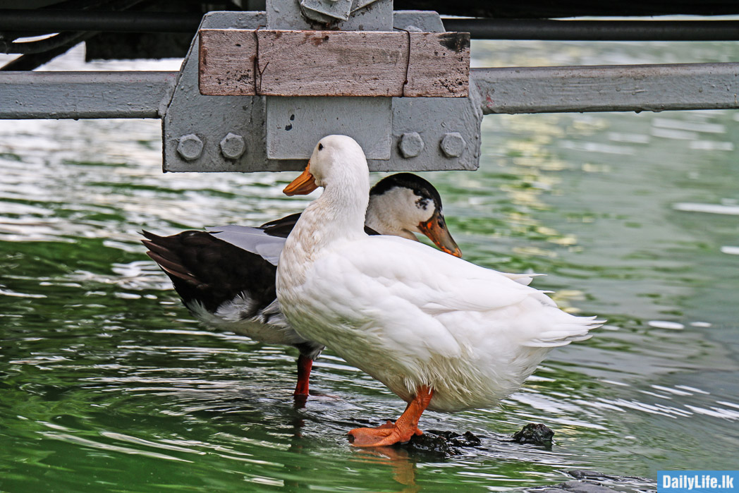 Birds living in the Beira Lake, Colombo - Sri Lanka.