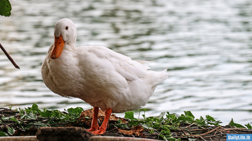 Few years ago, being white is only a dream for an animal living in Colombo. But today, we can see even a bright bird population around Beira Lake.