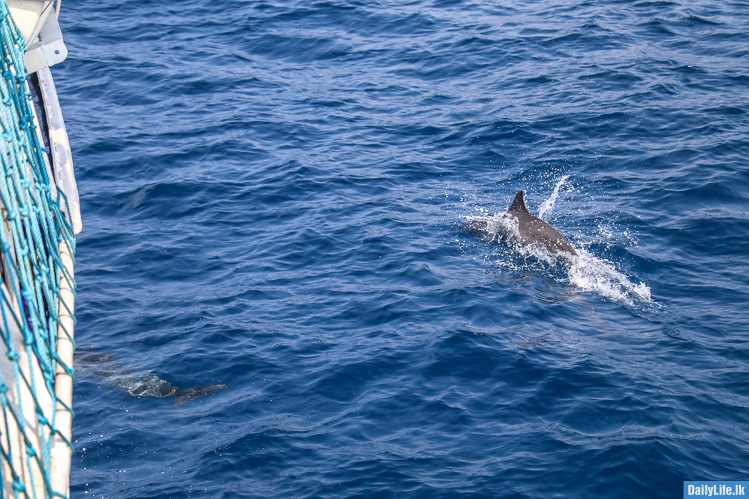 Dolphin near the Navy cruise