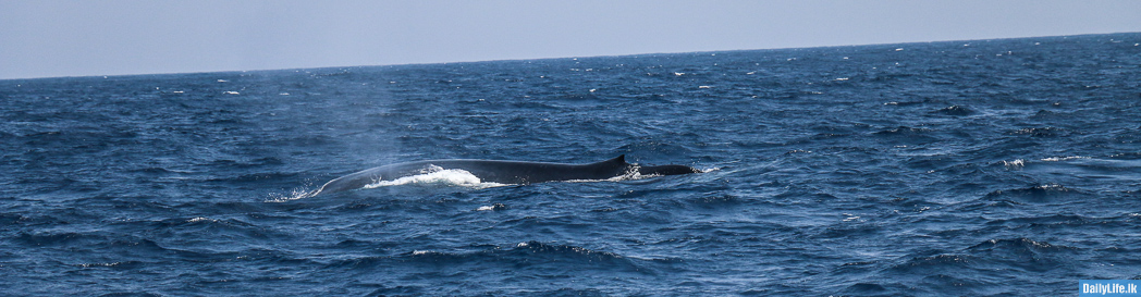 A large whale